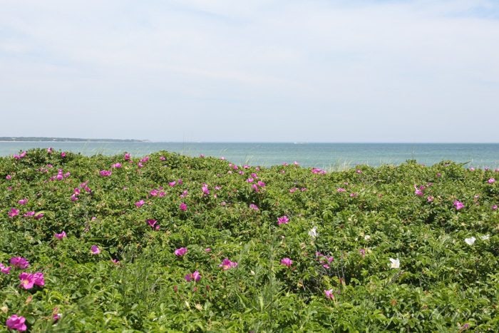 Martha's Vineyard shoreline