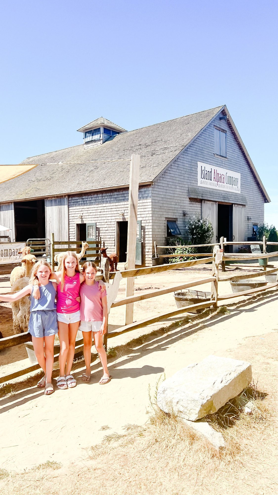 Three little girls at Island Alpacas, a great idea for things to do on Martha's Vineyard