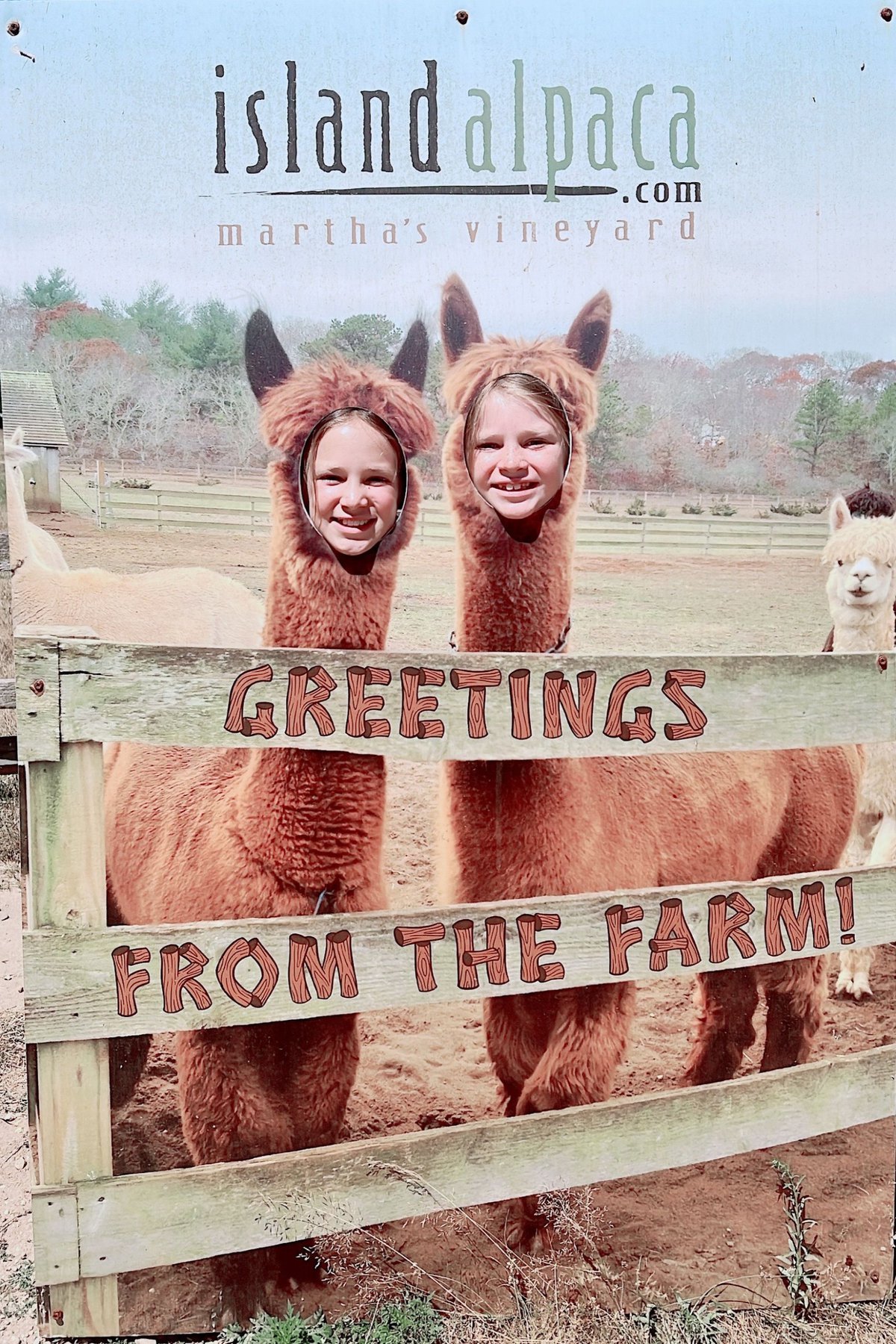 Two little girls in a photo opportunity for Island Alpacas