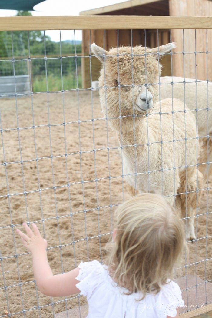 An alpaca behind a fence, with a little girl on the other side.