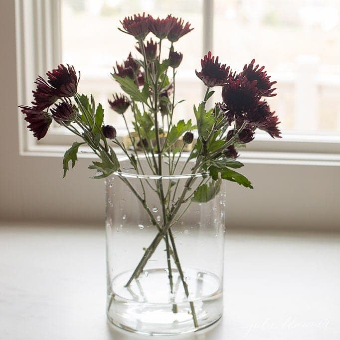 entertaining blogger shares step by step instructions to how to make a fall mum centerpiece