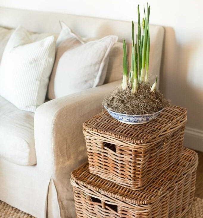 potted paperwhites / narcissus bulb tips