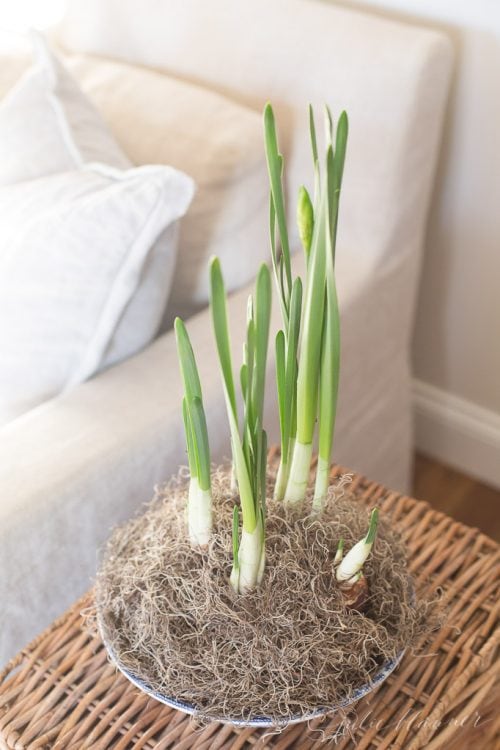 Winter Narcissus Flower: Potting Paperwhites