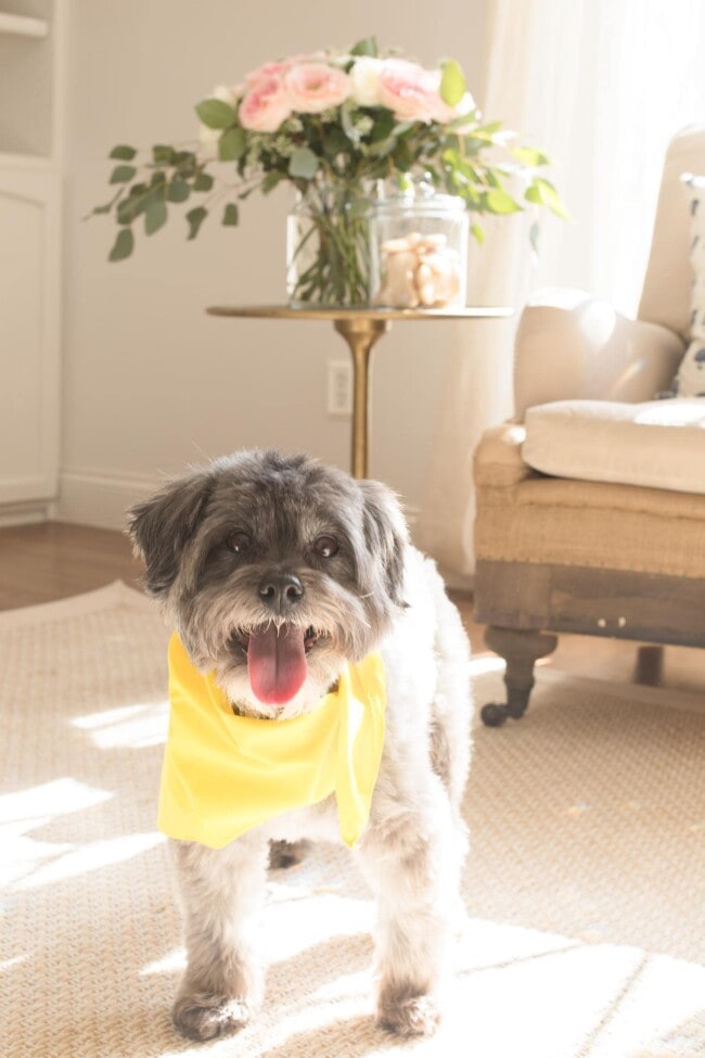 Puppy Bowl Watch Party Ideas, Printables, Recipes, Crafts and More!
