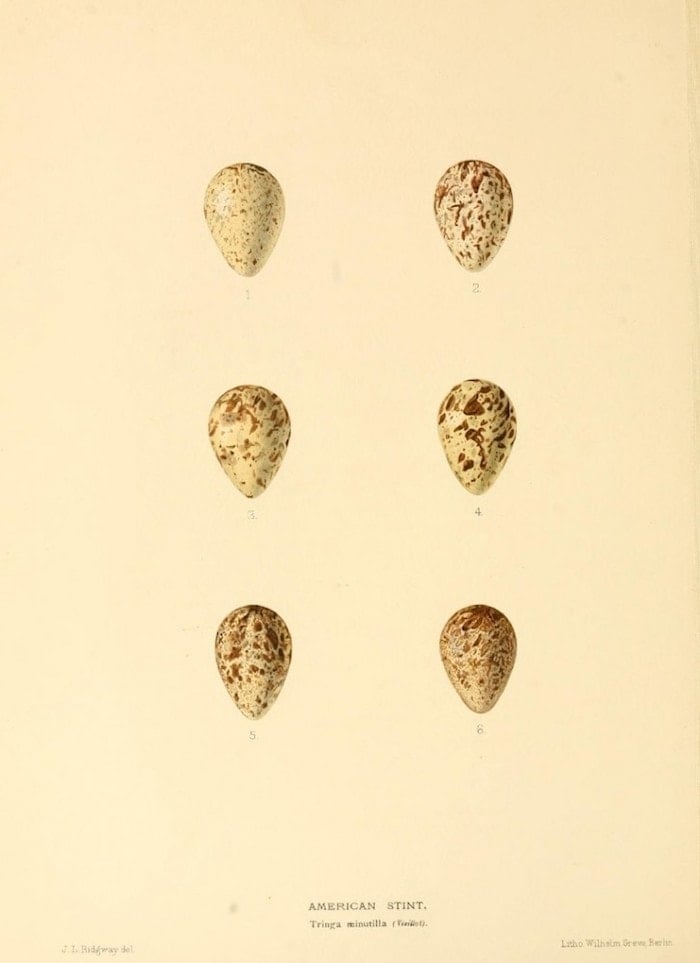 A vintage inspired antique egg print of speckled eggs on a cream background for printable art.