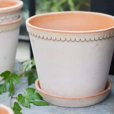 scallop pot