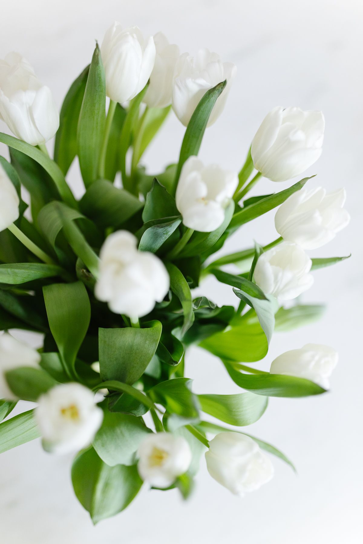 white tulip arrangements