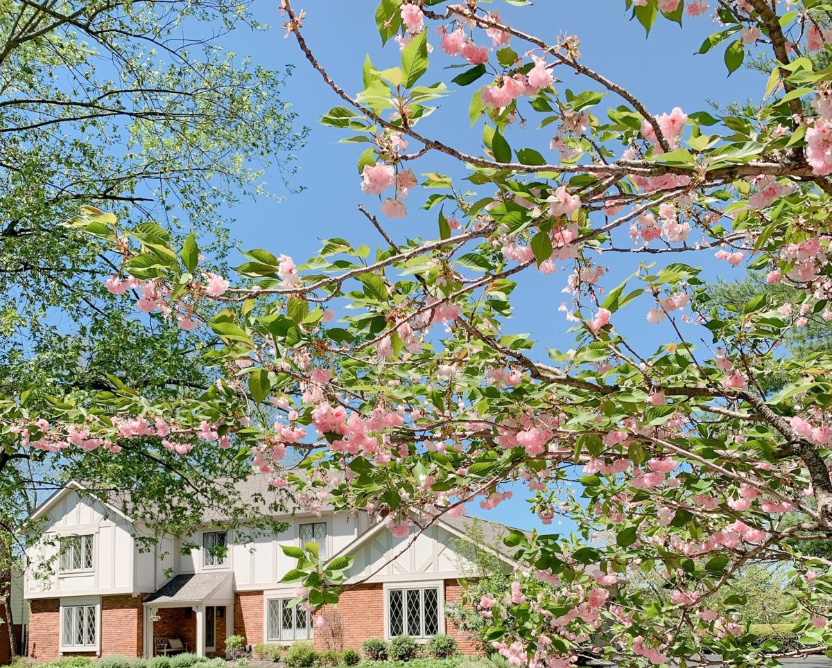 Cherry blossom branches frame a view of a two-story house with white and brick exterior on a sunny day.