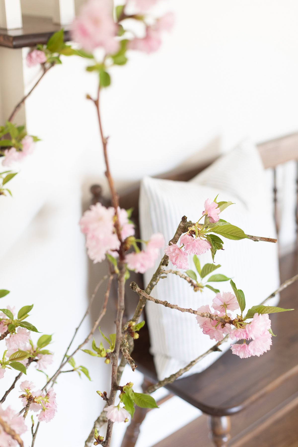 A branch with pink cherry blossom branches in focus, with a wooden bench and a striped cushion blurred in the background.