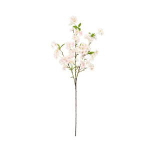 A single long stem with multiple cherry blossom branches displays light pink flowers and green leaves against a white background.