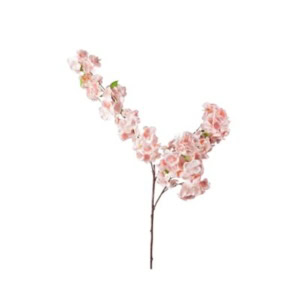 A single brown branch with clusters of light pink cherry blossom flowers and a few green leaves, isolated on a white background—perfect for showcasing delicate cherry blossom branches.