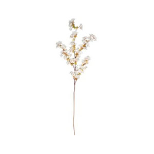 A single thin cherry blossom branch with small white blossoms and green leaves, isolated on a plain white background.