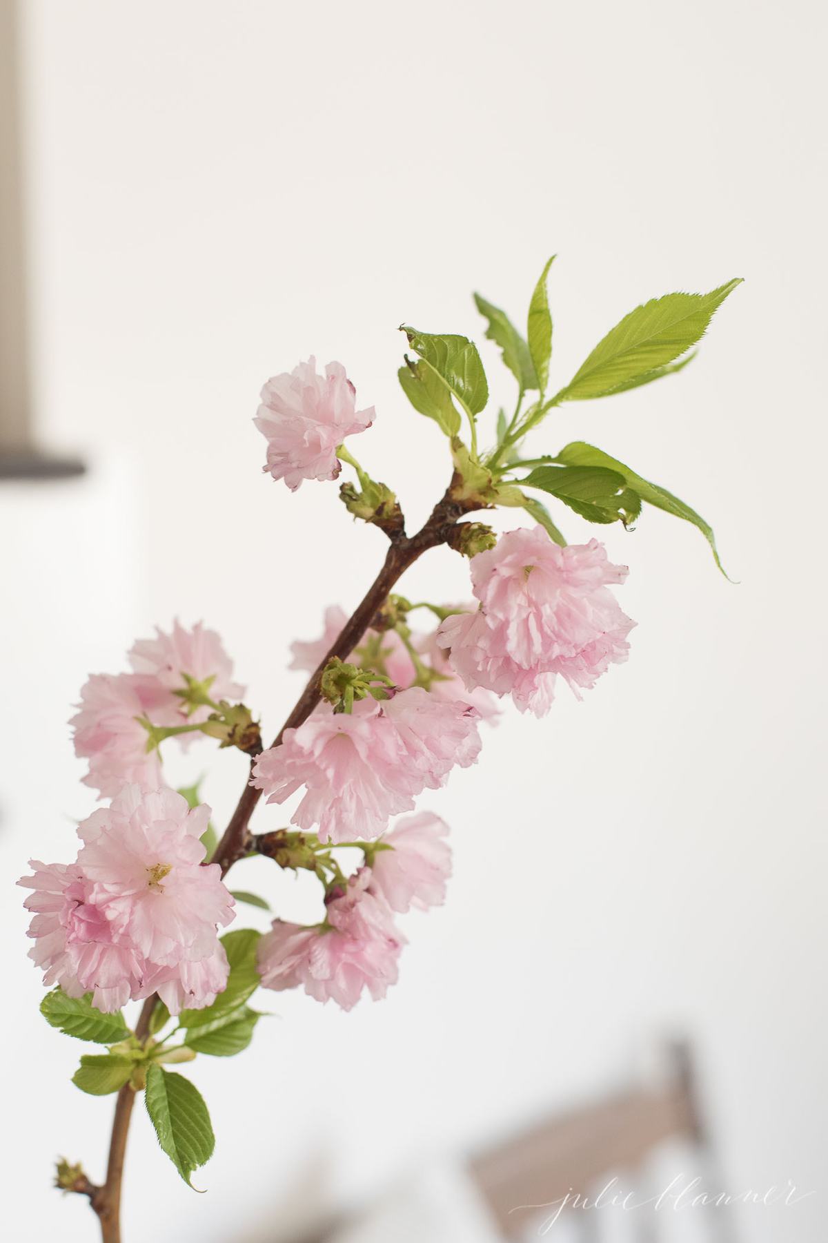 cherry blossom branches close up