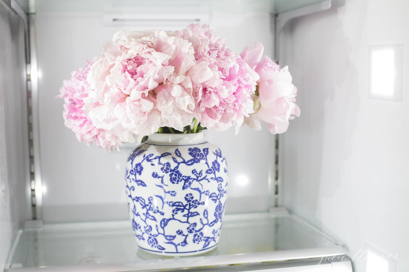 A blue and white vase inside a refrigerator, filled with a pink peony bouquet.