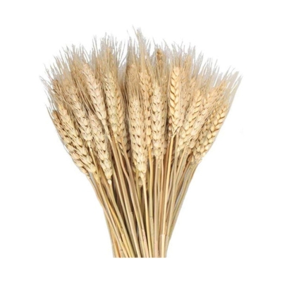 A bunch of wheat on a white background.