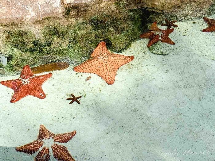 touch tank with starfish