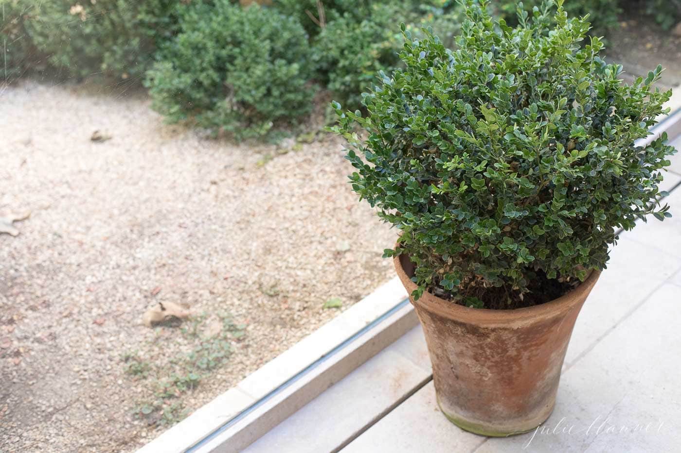 A terra cotta pot holding a boxwood plant