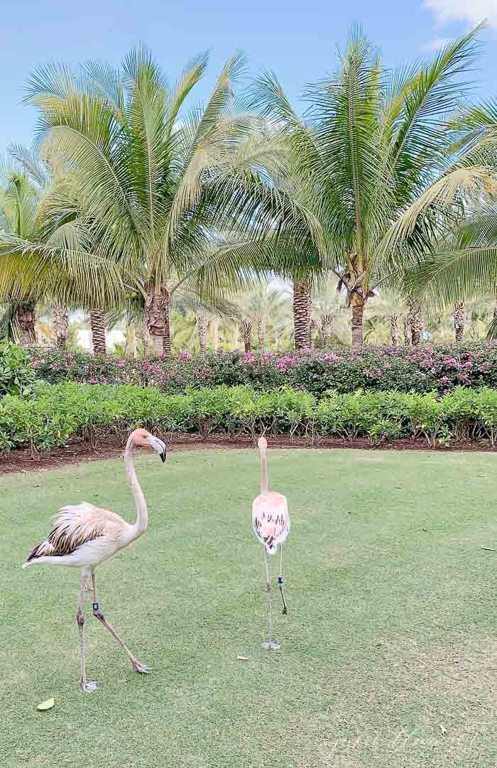 flamingo parade baha mar