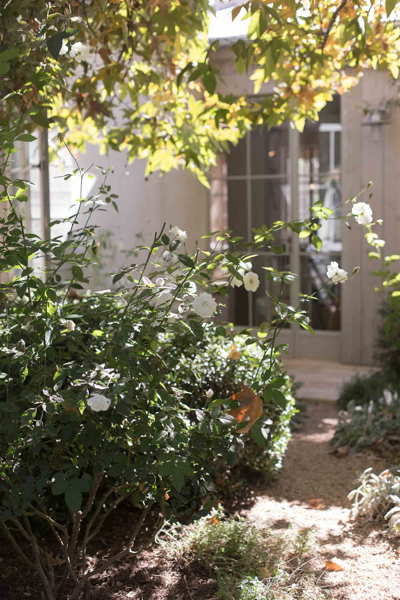 Patina Farm - a cottage with soft blue shutters and roses growing out front. 