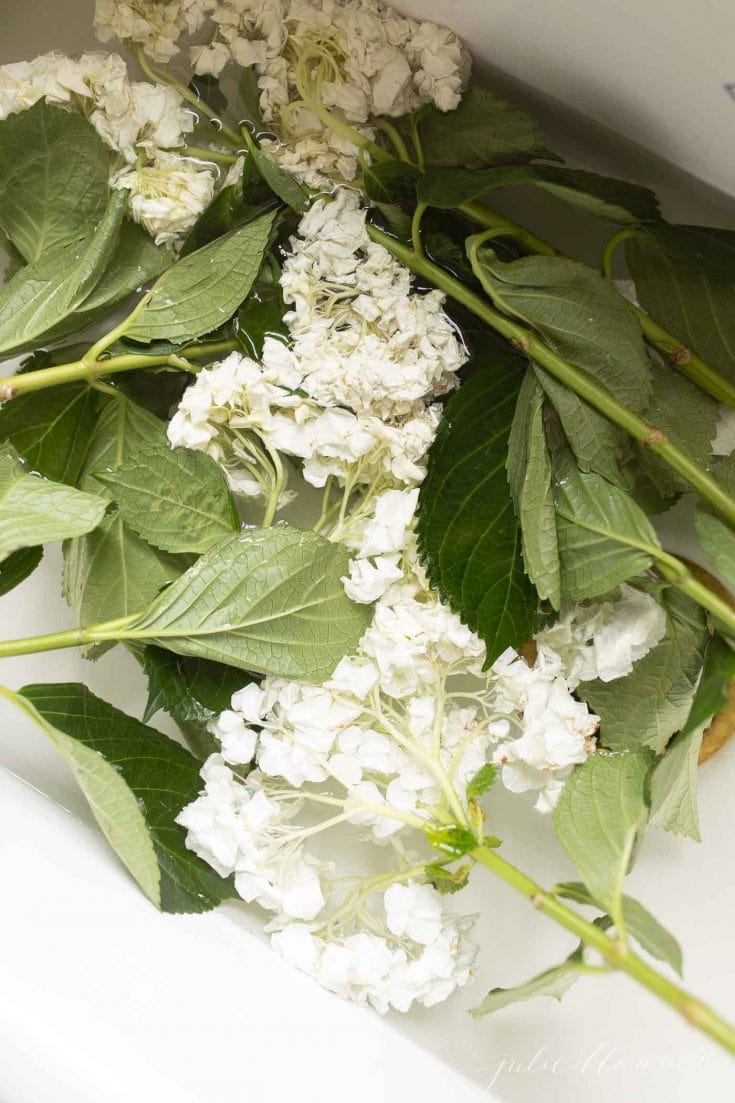 Wilted Hydrangea (How To Revive Wilting Hydrangea)