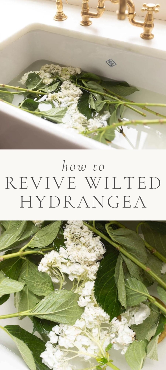 wilted hydrangea in white sis and brass kitchen faucet