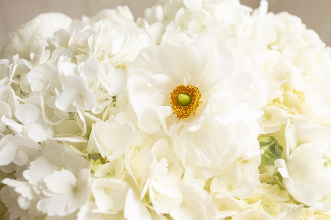 closeup of white hydrangea and white ranunculus blooms in a round floral design style.