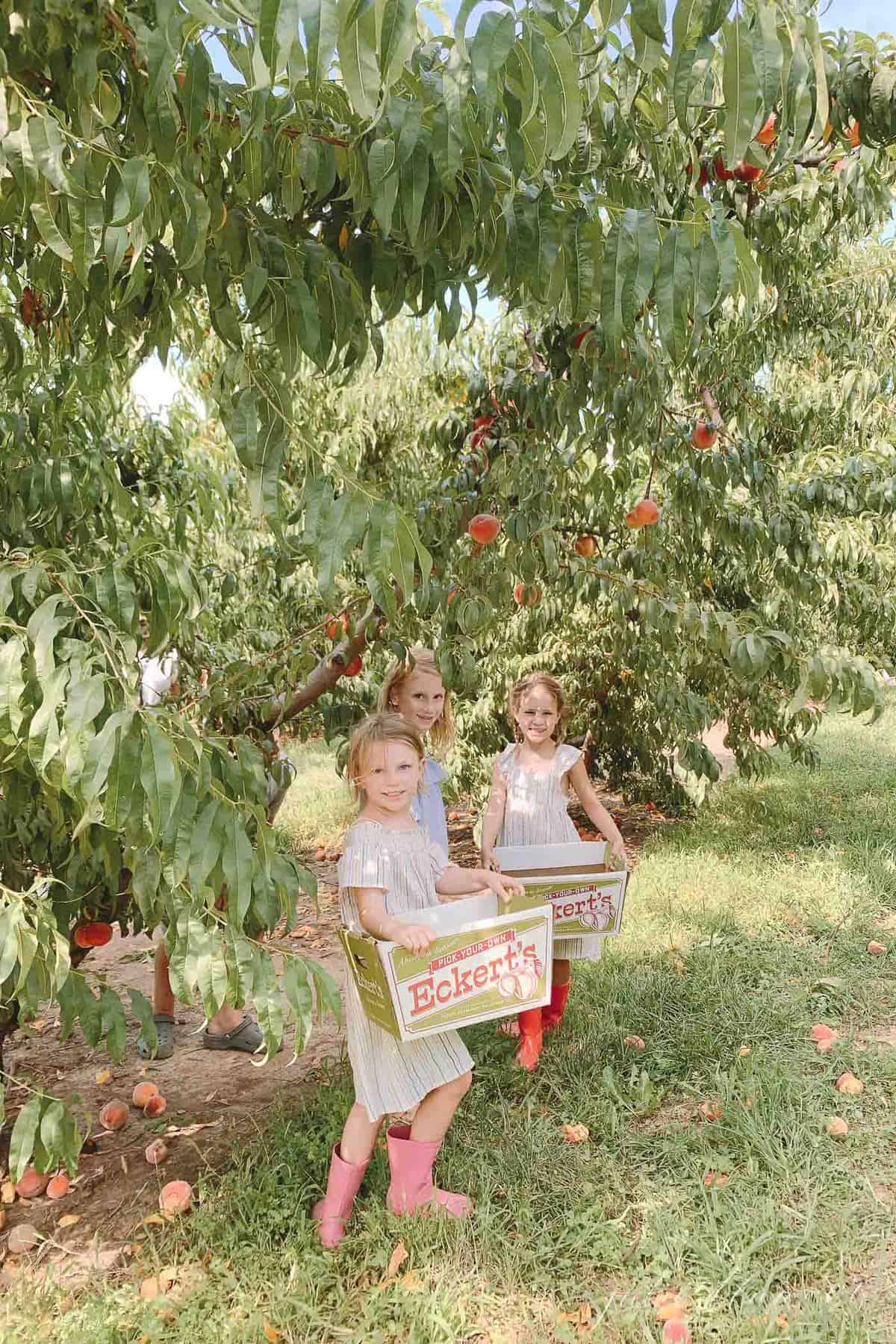 Little girls picking peaches at Eckert's farm in St. Louis.