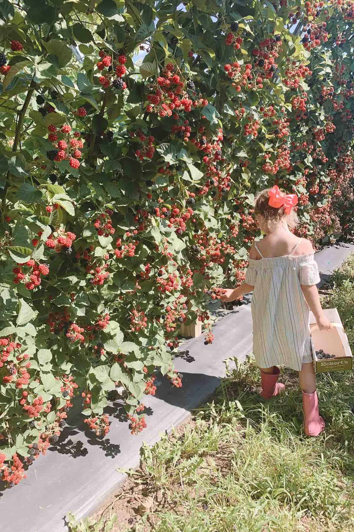 Little girl berry picking at Eckert's in St. Louis.