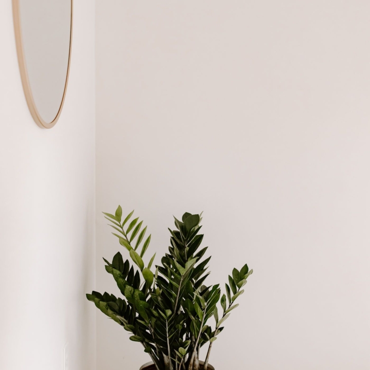 A zz plant on the floor of a white bedroom
