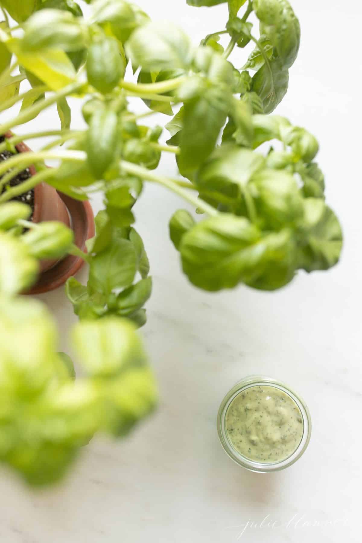 Pesto aioli in a glass jar on a white surface with a basil plant to the side.