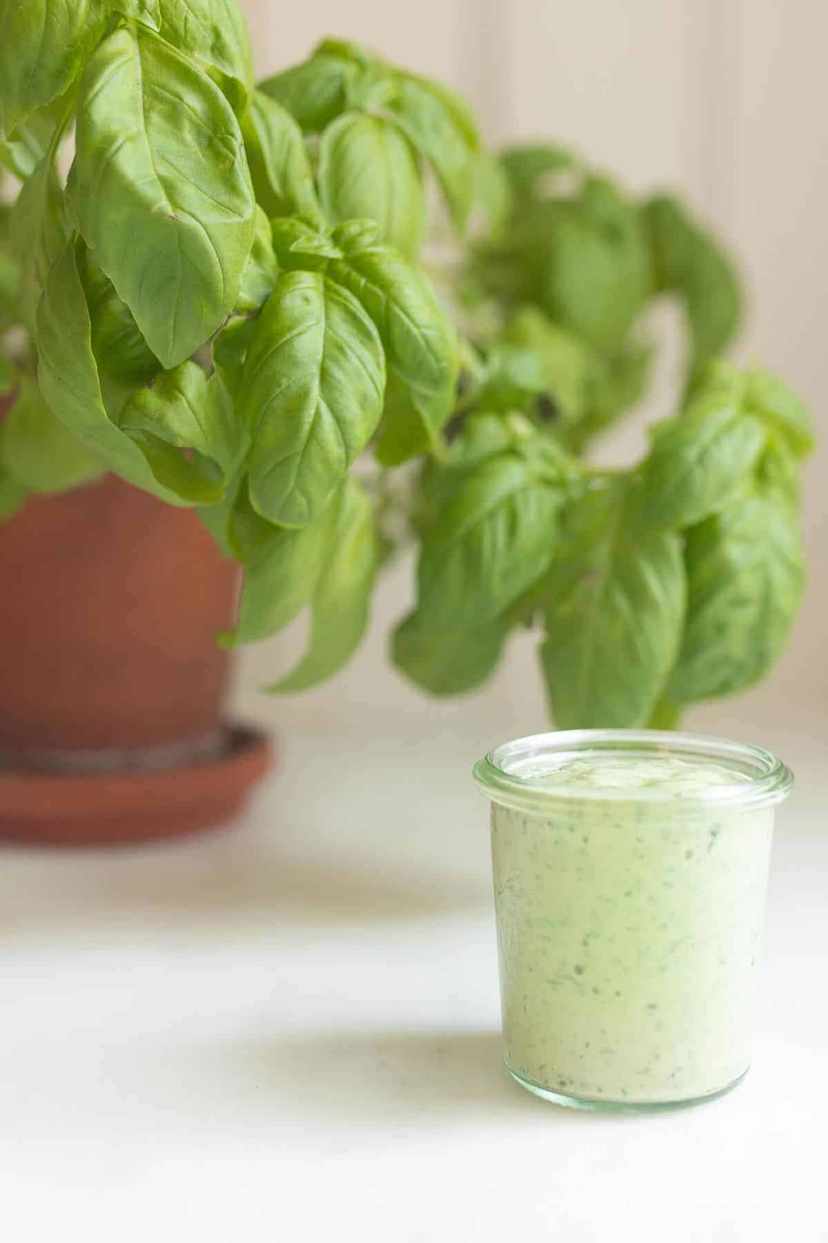 Pesto aioli in a glass jar on a white surface with a basil plant to the side.