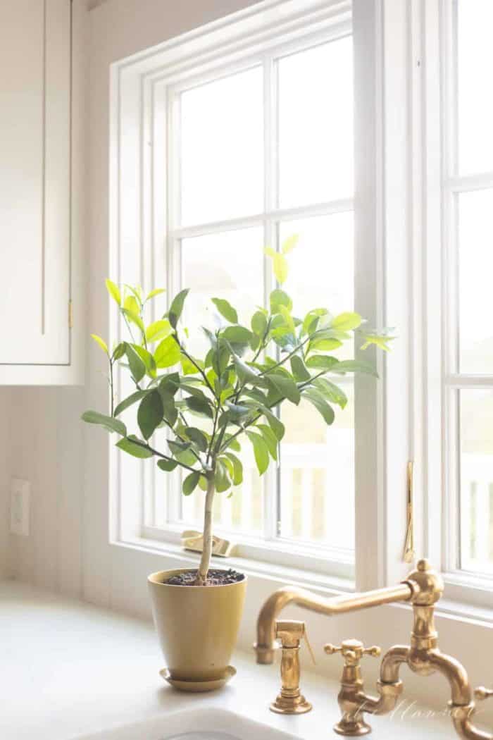 A simple kitchen sink image with a lemon tree topiary in a sunny window.