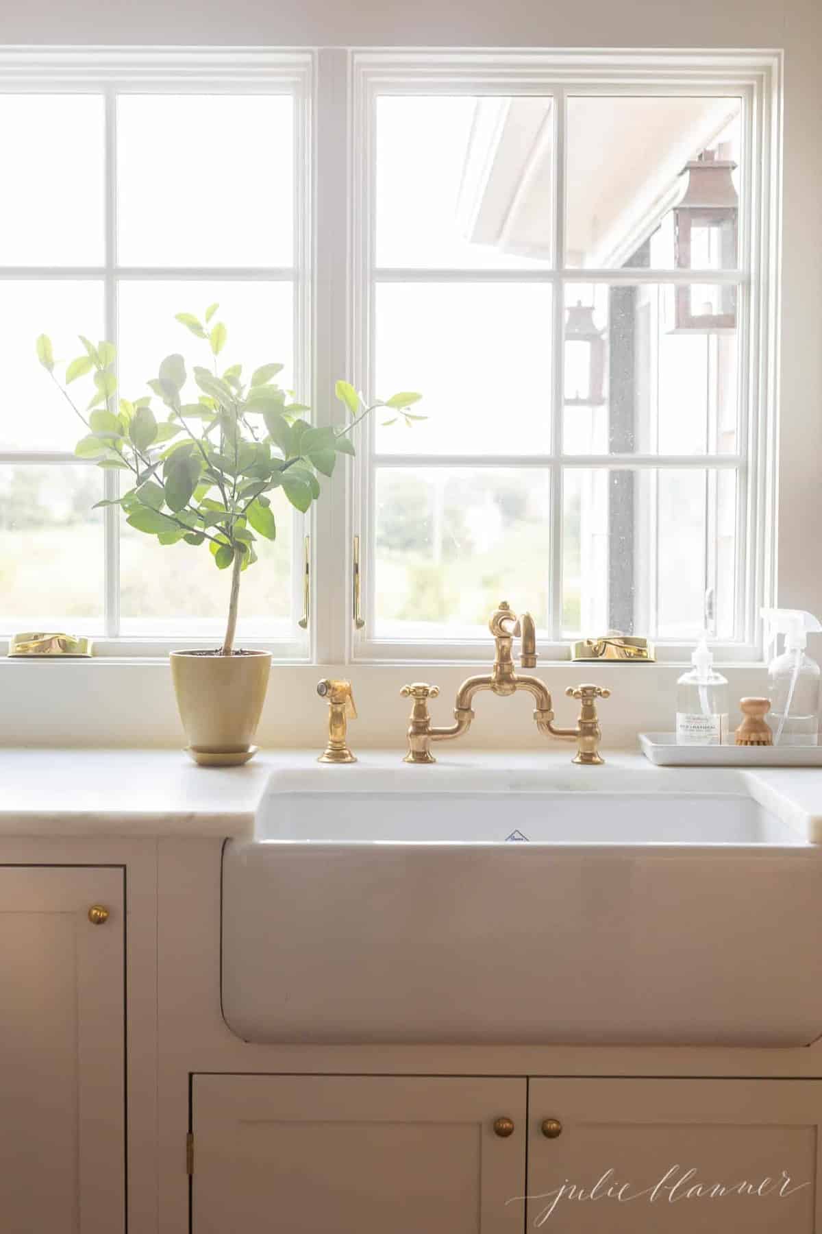 A white kitchen sink area, with a topiary style potted Meyer lemon tree.
