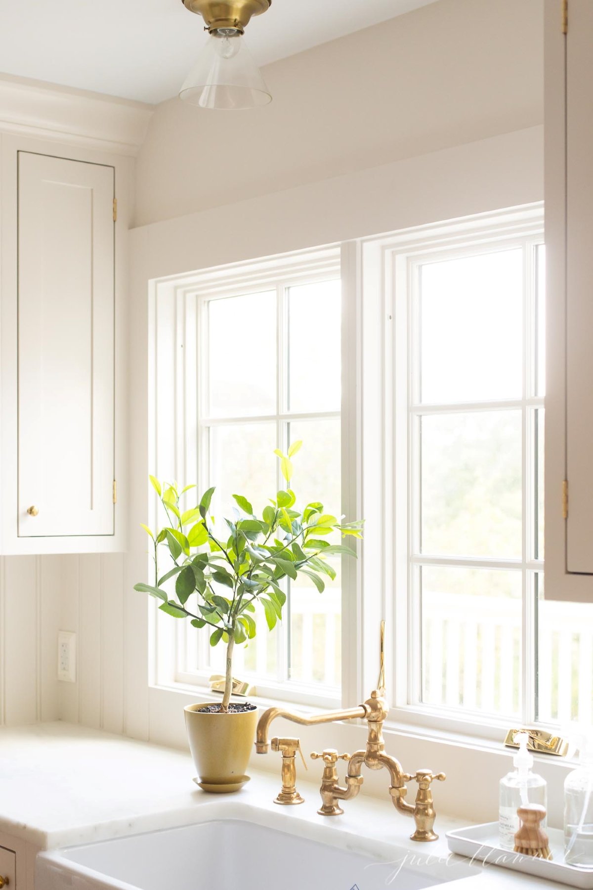 A meyer lemon tree in a pot by a kitchen sink with a brass faucet.