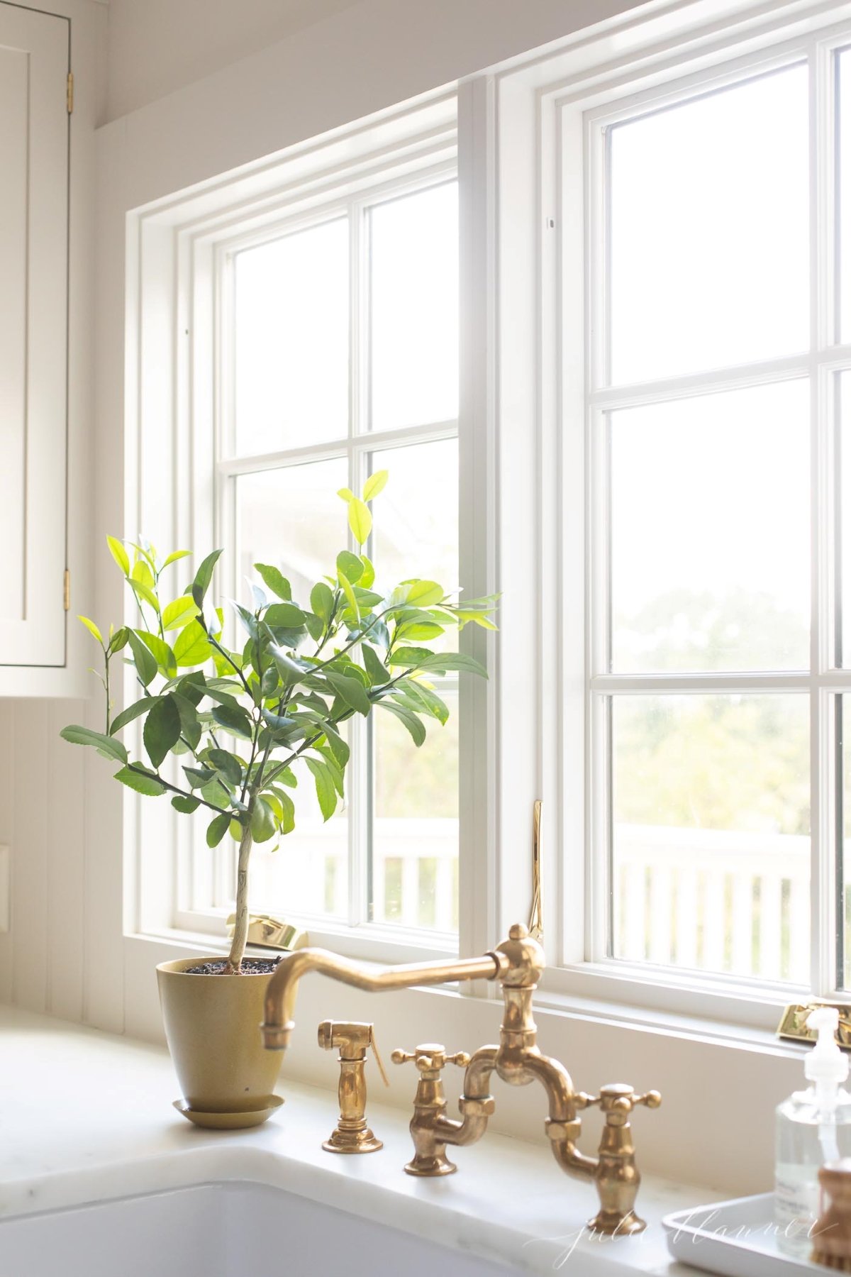 dwarf lemon tree indoors