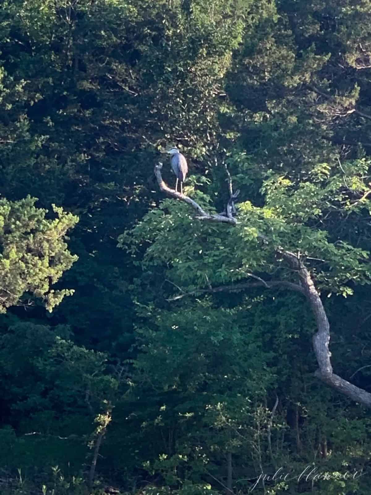 id in tree