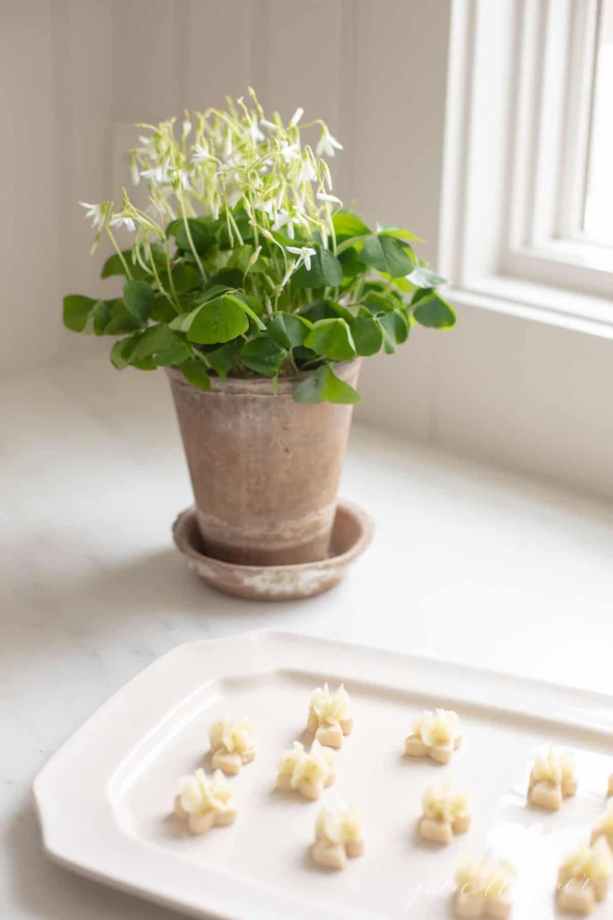 Tiny key lime cookies with frosting on a white plate. A plant is to the side.