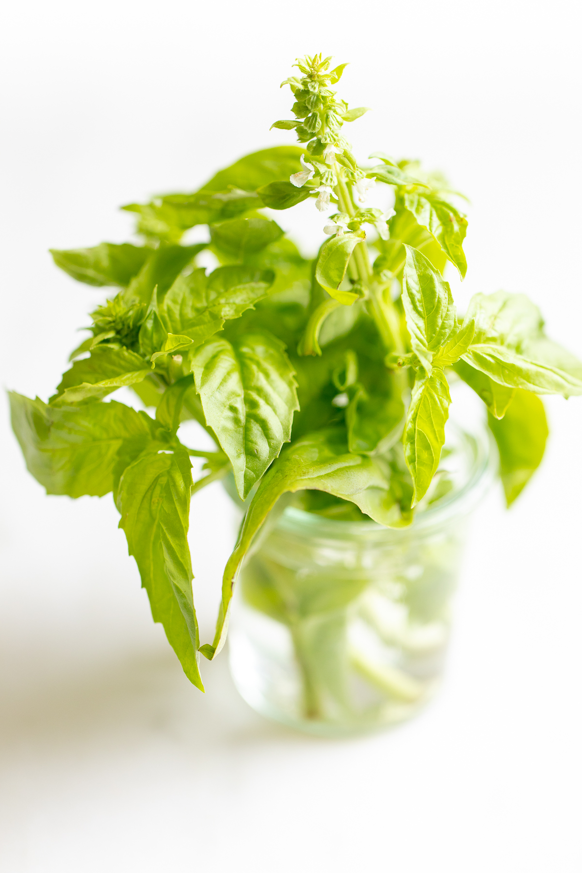 A glass jar filled with fresh basil.