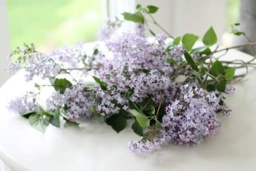 Common lilac blooms on a white table.