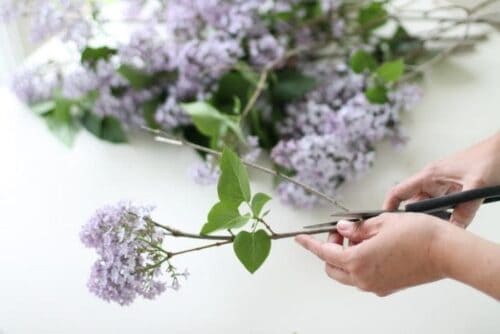 Hands trimming common lilac to create a lilac bouquet