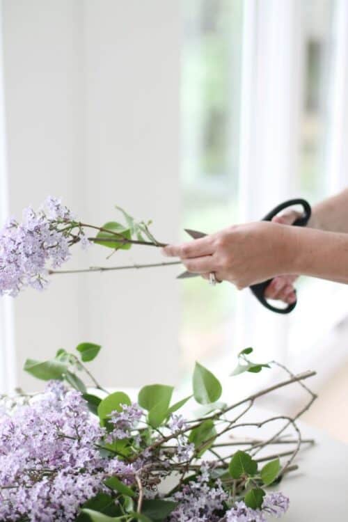 Hands holding scissors making a lilac bouquet