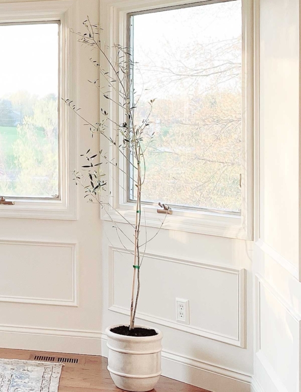 A white dining room with an easy house plant in the corner