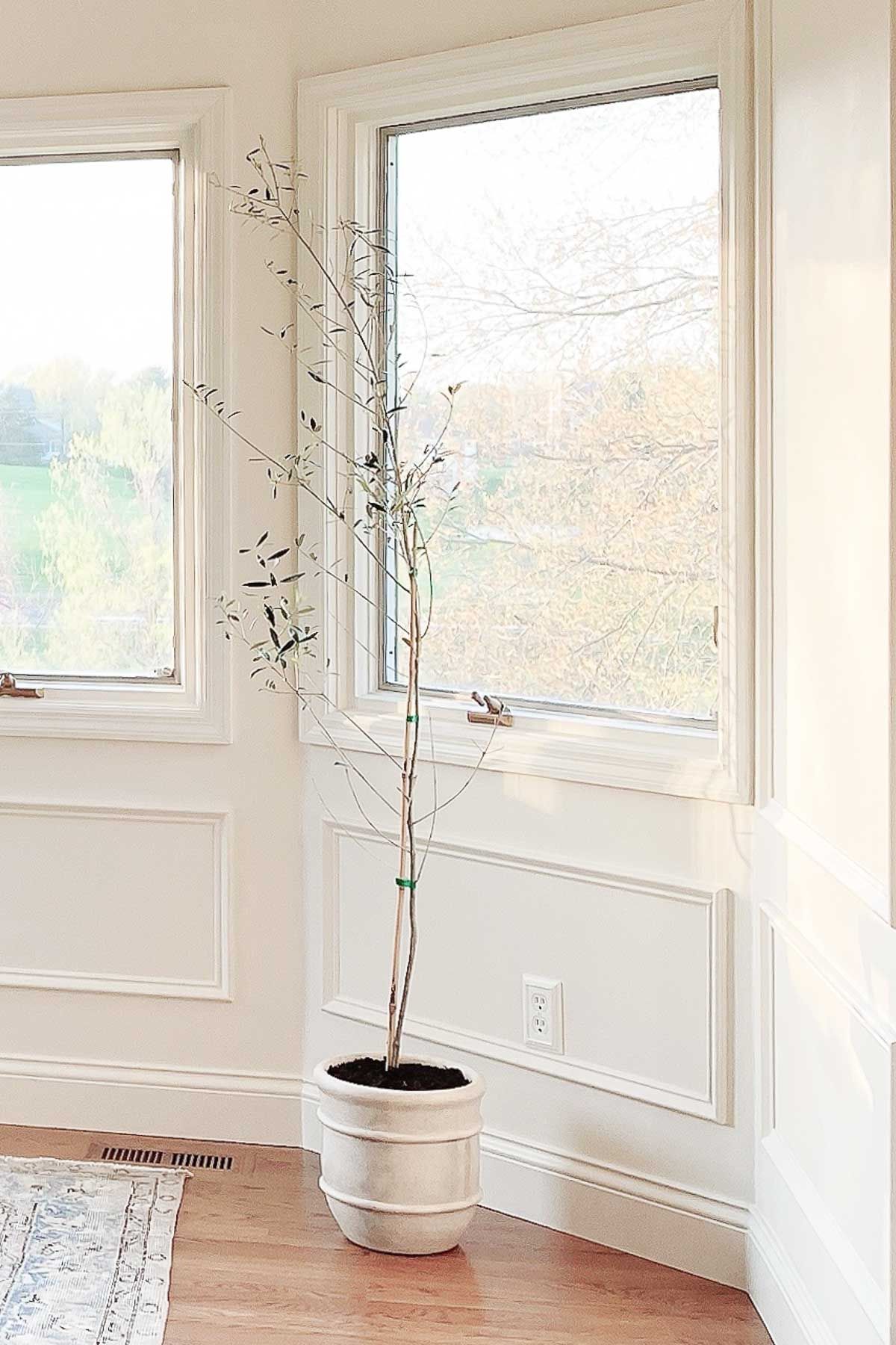 A white dining room with an easy house plant in the corner