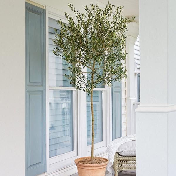 An easy house plant, an olive tree in a terracotta pot placed beside a window with blue shutters on a porch.