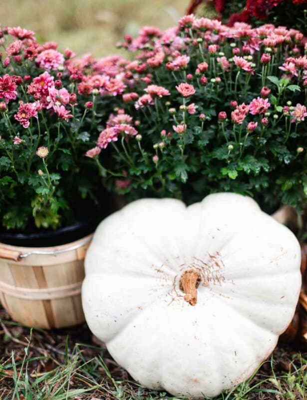 white heart shaped pumpkin resting on mums in bushel baskets