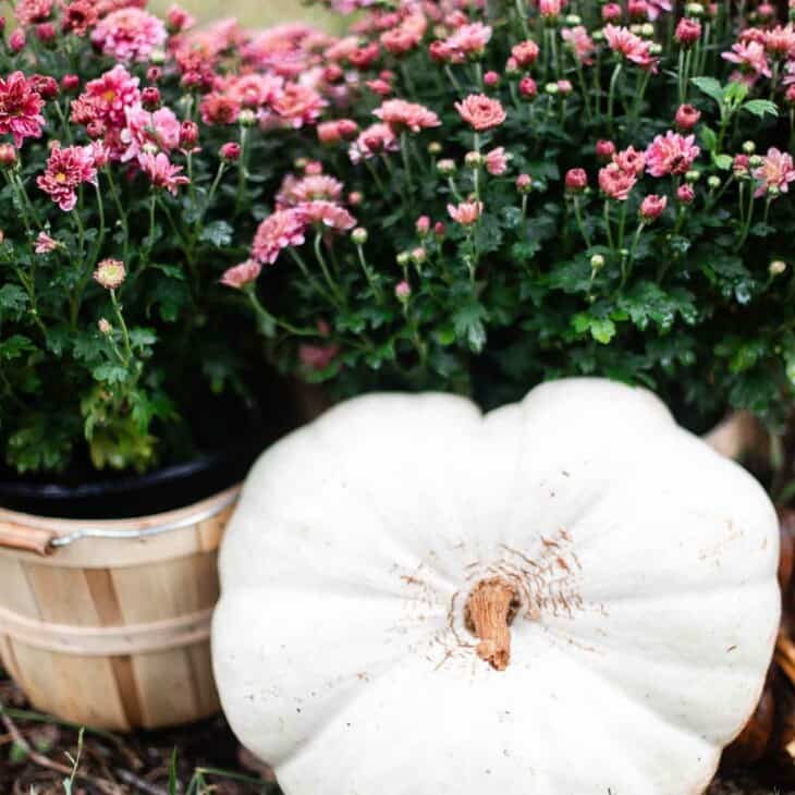 white heart shaped pumpkin resting on mums in bushel baskets