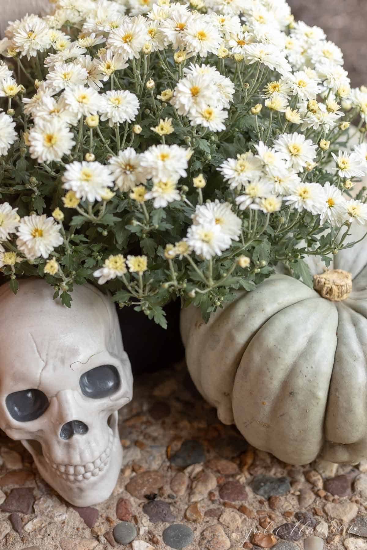 Halloween porch decor with a white mum, a skull, and an heirloom pumpkin.