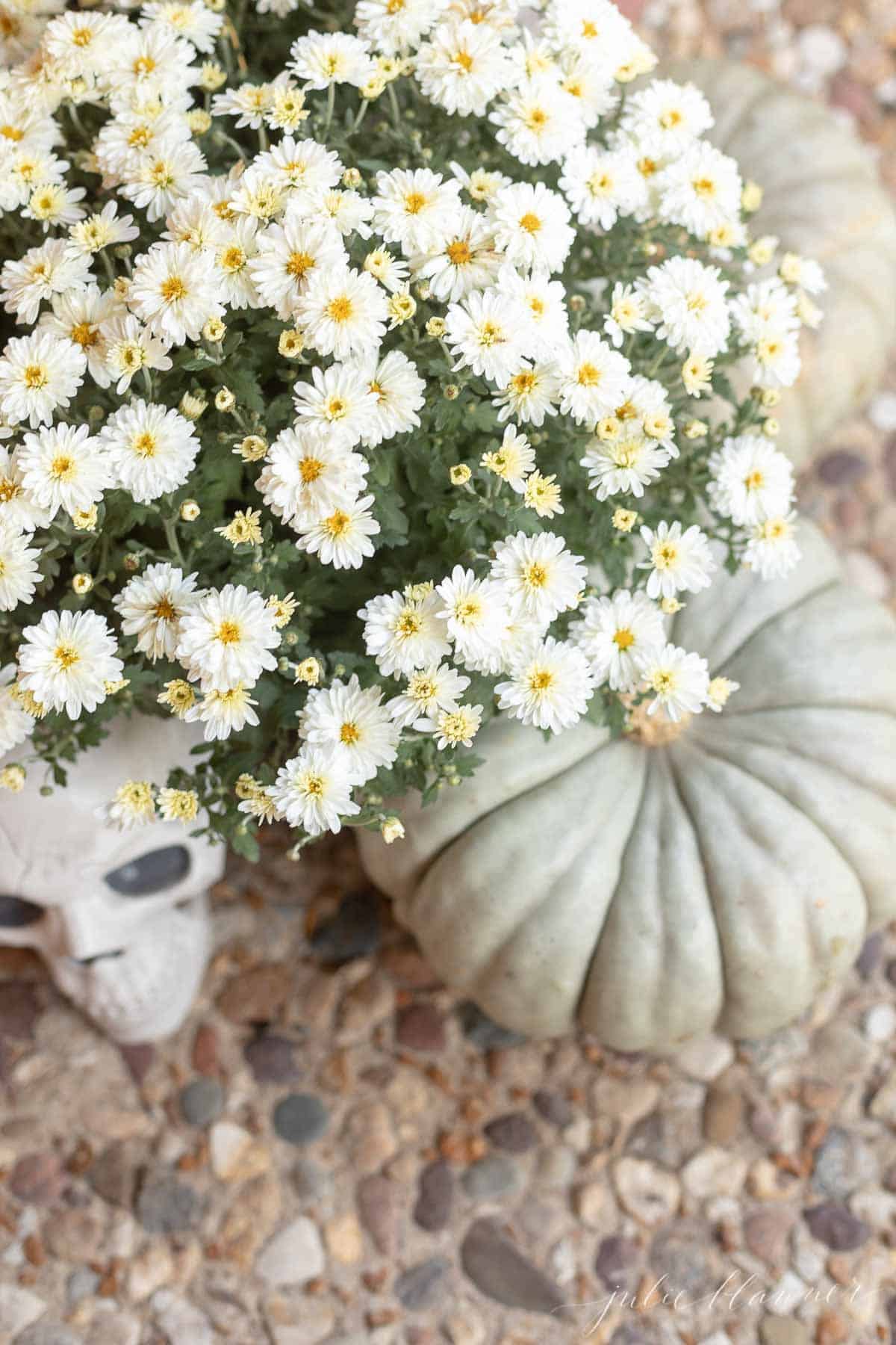 Halloween porch decor with a white mum, a skull, and an heirloom pumpkin.