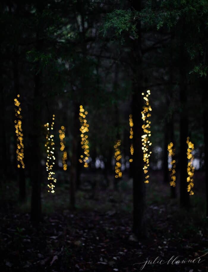 A forest of trees decorated with Christmas lights.