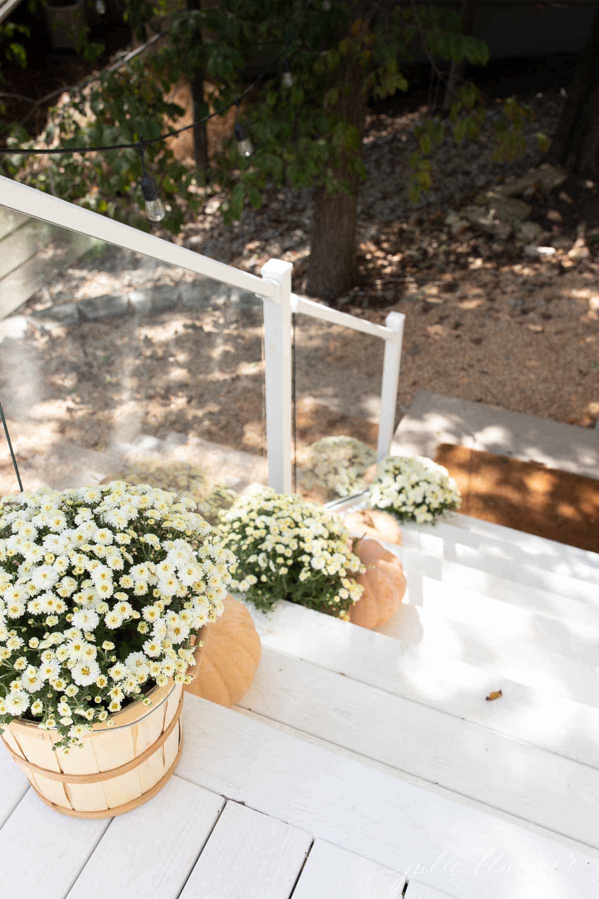 glass deck railing on stairs with mums and pumpkins lining stairs